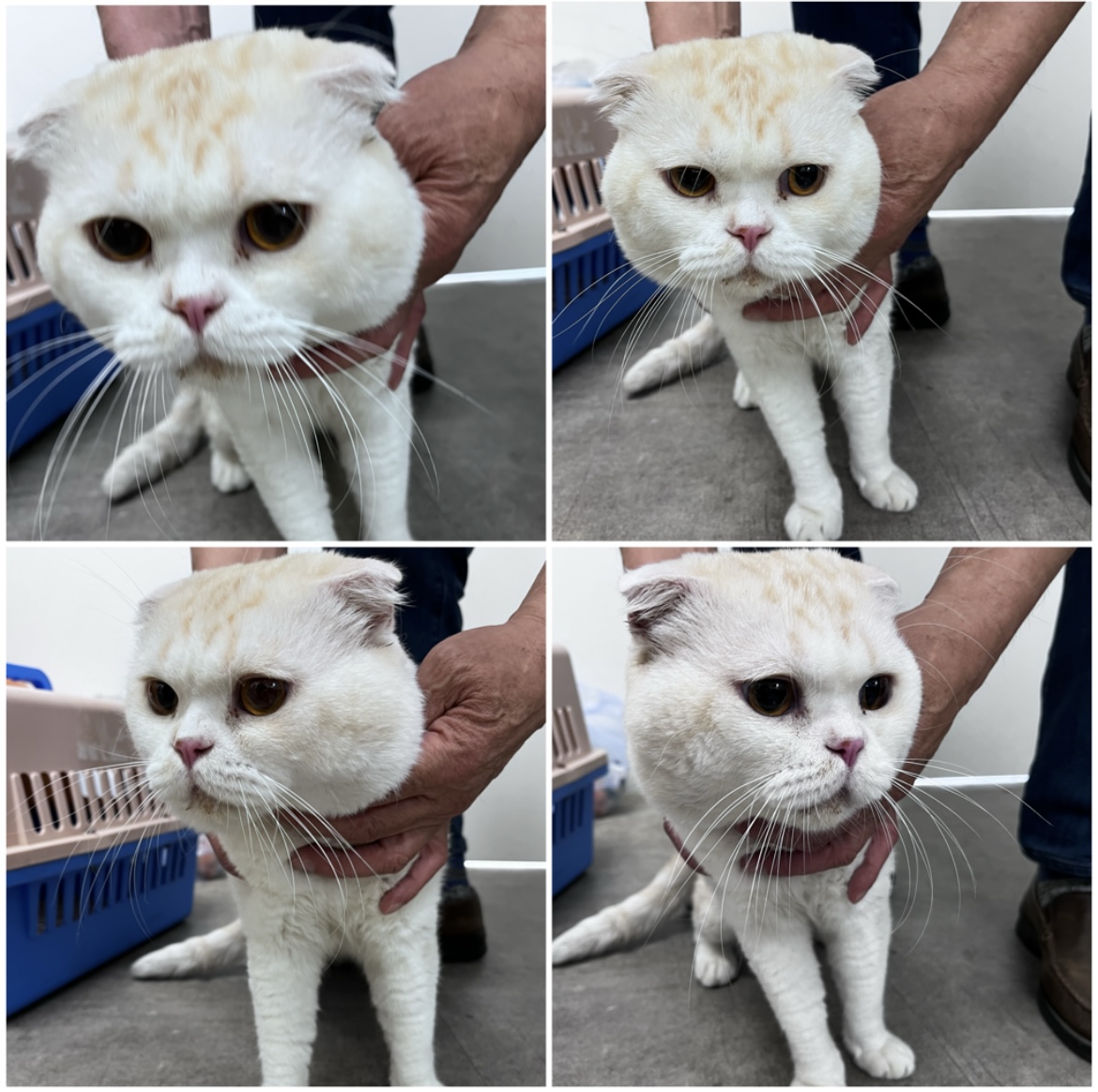 천안시유기동물보호소_444449202302155
